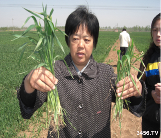 小麦拌种对小麦起到什么作用?选对小麦拌种剂,一次拌种,一季无忧! 小麦拌种对小麦起到什么作用?选对小麦拌种剂,一次拌种,一季无忧!
