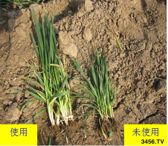 小麦拌种对小麦起到什么作用?选对小麦拌种剂,一次拌种,一季无忧! 小麦拌种对小麦起到什么作用?选对小麦拌种剂,一次拌种,一季无忧!