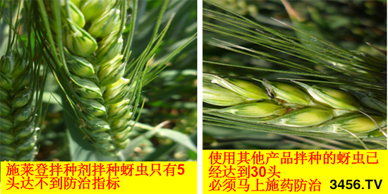 小麦拌种对小麦起到什么作用?选对小麦拌种剂,一次拌种,一季无忧! 小麦拌种对小麦起到什么作用?选对小麦拌种剂,一次拌种,一季无忧!